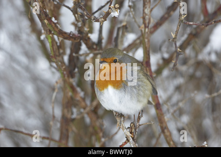 Rotkehlchen (Erithacus Rubecula) Erwachsenen, thront im tief verschneiten Hecke, Schottland, winter Stockfoto