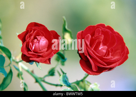 Große blühende rose, Klettern Klettern Teehybride (Rosa Grand Hotel), Blume, Studio Bild. Stockfoto