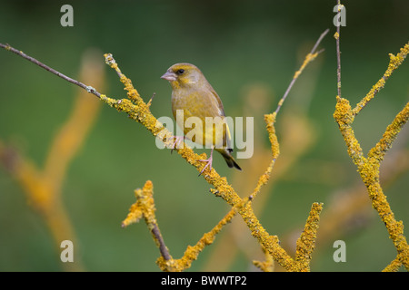 Grünfink Zuchtjahr Chloris auf Flechten bedeckt branch Stockfoto