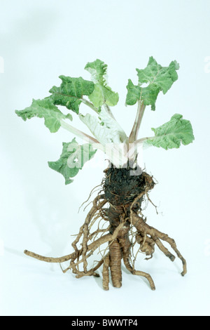 Klette, essbare Klette, Lappa große Klette (Arctium Lappa), Pflanze mit Wurzeln, Studio Bild. Stockfoto