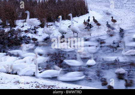 Eine Langzeitbelichtung Bild der Schwäne und Enten Fressattacke bei Welney WWT, Norfolk, England, UK Stockfoto