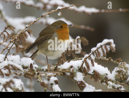 Rotkehlchen (Erithacus Rubecula) Erwachsene, winter thront in Schnee bedeckten Lärche Baum, Dumfries and Galloway, Schottland, Stockfoto