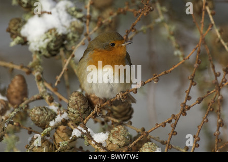 Rotkehlchen (Erithacus Rubecula) Erwachsene, winter thront in Schnee bedeckten Lärche Baum, Dumfries and Galloway, Schottland, Stockfoto