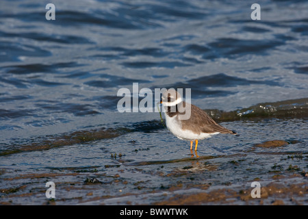 Flussregenpfeifer Plover Charadrius Hiaticula Fütterung am Ufer Stockfoto