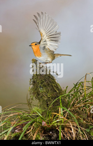 Rotkehlchen (Erithacus Rubecula) Erwachsenen, von stumpf, Suffolk, England, Januar Stockfoto