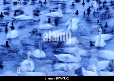 Eine Langzeitbelichtung Bild der Singschwäne, Höckerschwäne und Tafelente bei Welney WWT, Norfolk, England, UK Stockfoto