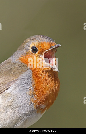Rotkehlchen (Erithacus Rubecula) Erwachsene, Gesang, Nahaufnahme des Kopfes, West Sussex, England, april Stockfoto