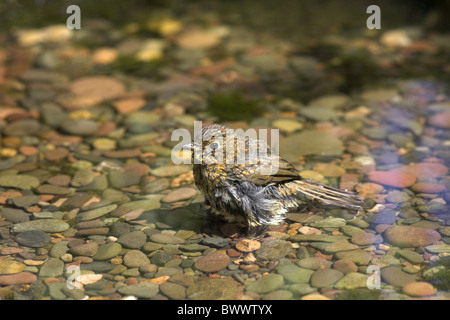 Rotkehlchen (Erithacus Rubecula) Juvenile, Baden im Gartenpool, innen, Berwickshire, England, Sommer Stockfoto