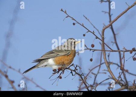 American Robin (Turdus Migratorius) Erwachsenen, ernähren sich von Krabben Apfelfrucht, im Garten, North Dakota, USA, april Stockfoto