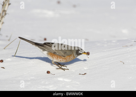 American Robin (Turdus Migratorius) Erwachsene, ernähren sich von Krabben Apfelfrucht, mit Schnee bedeckt Garten, North Dakota, USA, april Stockfoto