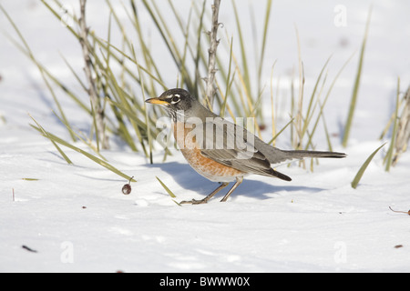 American Robin (Turdus Migratorius) Erwachsene, ernähren sich von Krabben Apfelfrucht, mit Schnee bedeckt Garten, North Dakota, USA, april Stockfoto