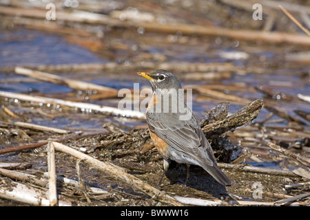 American Robin (Turdus Migratorius) Erwachsenen, Nahrungssuche auf schwimmenden Schilf in Fluss, James River, North Dakota, Vereinigte Staaten von Amerika Stockfoto