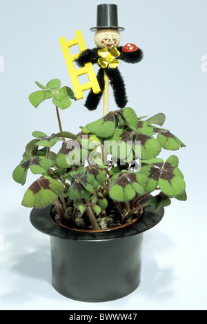 Vier – blättrige Klee (Oxalis Deppei, Oxalis Tetraphylla) Topfpflanze mit Schornsteinfeger Dekoration, Studio Bild. Stockfoto