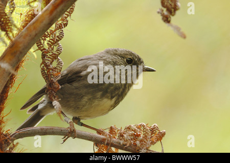 North Island Robin (Petroica Longipes) Erwachsenen gehockt Farn im Urwald, Tiritiri Matangi Island Reserve, North Island, Neuseeland, Juli Stockfoto