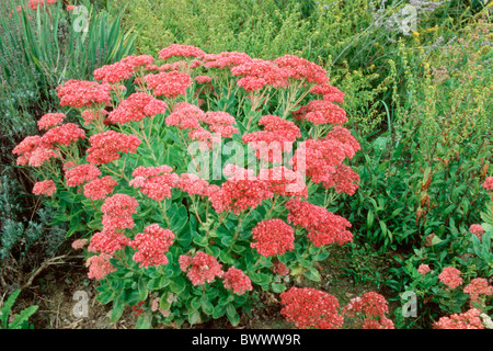 Ice-Werk (Sedum Spectabile), Vielfalt: Herbstfreude, Blüte. Stockfoto