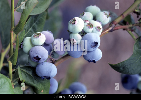 Nördlichen Schneeball Heidelbeere (Vaccinium Corymbosum), Sorte: Toro, Reife und unreife Beeren auf Bush. Stockfoto