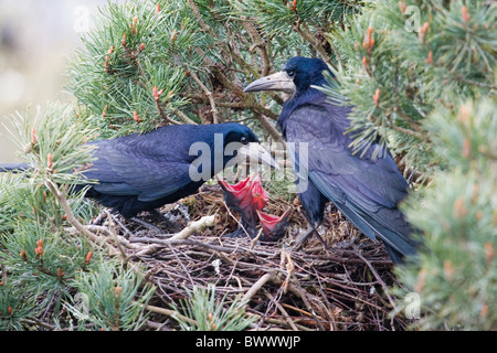 Turm (Corvus Frugilegus) Erwachsenen paar, mit Küken im Nest in Pinie, Suffolk, England, april Stockfoto