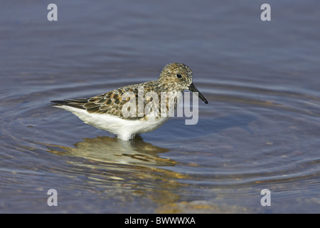 Sanderling (Calidris Alba) Erwachsene, Sommer Gefieder, im Wasser, England Stockfoto