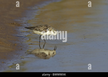 Sanderling (Calidris Alba) Erwachsene, Sommer Gefieder, Fütterung auf Küste, England Stockfoto