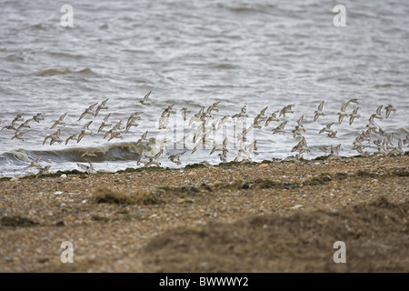 Sanderling (Calidris Alba) und Flussregenpfeifer-Regenpfeifer (Charadrius Hiaticula) Herde im Flug über Kiesstrand, Norfolk, England Stockfoto