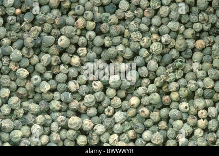 Schwarzer Pfeffer, grüner Pfeffer (Piper Nigrum). Grüne Pfefferkörner von oben gesehen. Stockfoto