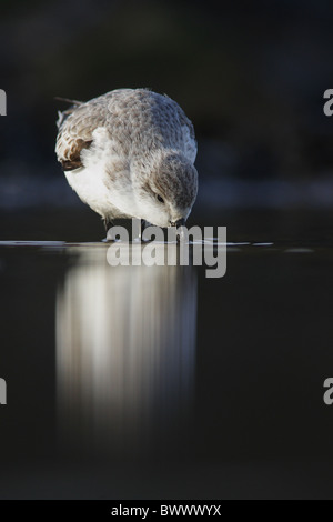 Sanderling (Calidris Alba) Erwachsene, Winterkleid, Fütterung im flachen Wasser, Kent, England Stockfoto