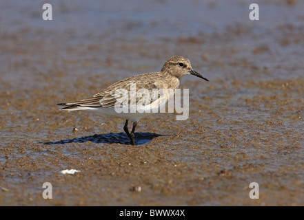 Baird es Strandläufer (Calidris Bairdii) Erwachsene, Winterkleid, stehend auf Salinen, Jujuy, Argentinien, Januar Stockfoto