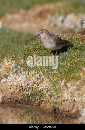 Baird es Strandläufer (Calidris Bairdii) Erwachsenen, stehend auf grasbewachsenen Grasbüschel neben Salzsee, Salta, Argentinien, Januar Stockfoto