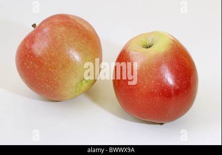 Heimischen Apfel (Malus Domestica), Sorte: Gloster, Obst, Studio Bild. Stockfoto