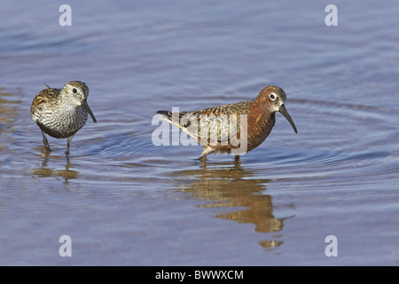 Brachvogel Strandläufer (Calidris Ferruginea) Erwachsene, Sommer Gefieder, waten mit Alpenstrandläufer (Calidris Alpina), Frühling Stockfoto