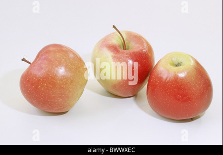 Heimischen Apfel (Malus Domestica), Sorte: Gloster, Obst, Studio Bild. Stockfoto