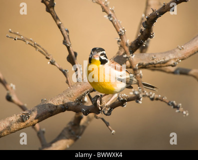 Golden-Breasted Bunting Emberiza Flaviventris Krüger Nationalpark in Südafrika Stockfoto