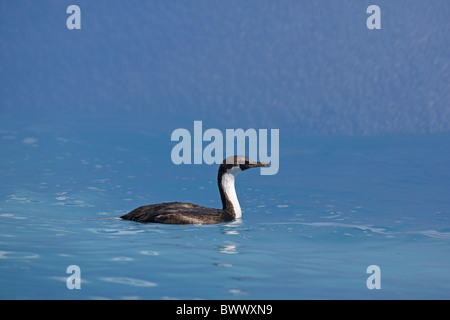 South Georgia Shag (Phalacrocorax Georgianus) unreif, spiegelt sich im blauen Wasser schwimmen aus Eisberg, südlichen Atlantik, Stockfoto