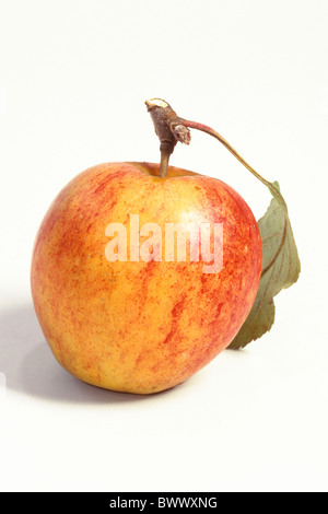 Heimischen Apfel (Malus Domestica), Sorte: Holsteiner Cox, Studio Bild. Stockfoto