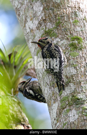 Südgrenze im (Sphyrapicus Varius) erste Winter-männlich und weiblich, klammerte sich an Baumstamm, Marshalls Stift, Jamaika, november Stockfoto