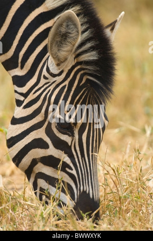 Ebenen Zebra Equus Quagga Burchelli Krüger Nationalpark in Südafrika Stockfoto