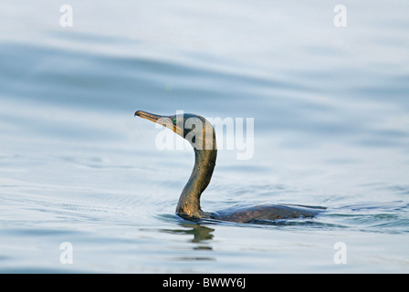 Indische Kormoran (Phalacrocorax Fuscicollis) Erwachsene, Schwimmen, Vembanad See, Kumarakom, Kerala, Südindien, april Stockfoto