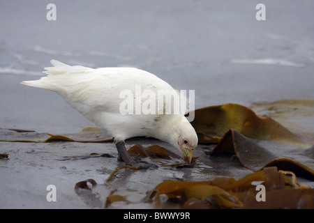 Verschneiten Scheidenschnabel (Chionis Alba) Erwachsenen, Nahrungssuche unter Tideline Seetang, Falkland-Inseln Stockfoto