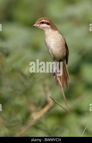 Braun Würger (Lanius Cristatus Cristatus) unreif, erster winter Gefieder, thront auf Stamm, Koshi Tappu, Nepal, Januar Stockfoto