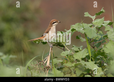 Braun Würger (Lanius Cristatus Cristatus) unreif, erster winter Gefieder, thront auf Stamm, Koshi Tappu, Nepal, Januar Stockfoto