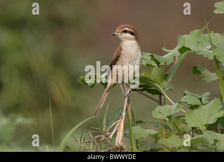 Braun Würger (Lanius Cristatus Cristatus) unreif, erster winter Gefieder, thront auf Stamm, Koshi Tappu, Nepal, Januar Stockfoto