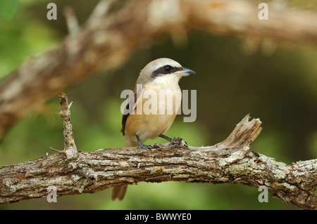 Braun Würger (Lanius Cristatus) Erwachsenen, thront auf Zweig, Yala West N.P., Sri Lanka, Oktober Stockfoto