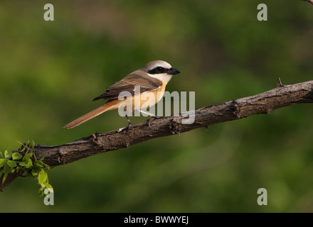 Würger (Lanius Cristatus Lucionensis) Männchen braun, thront auf Zweig, Beidaihe, Hebei, China, Mai Stockfoto