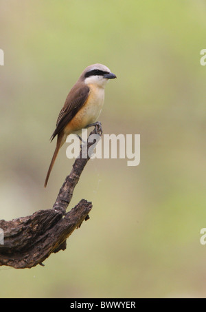 Unreifen männlichen Brown Würger (Lanius Cristatus Lucionensis), erste Jahr Gefieder, thront auf Zweig, Beidaihe, Hebei, China, kann Stockfoto