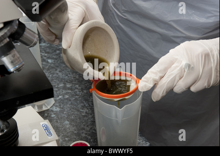 Durchführung von fäkalen Ei zählen Schafe Kot, um Parasitenbefall, Filter Probe in Tierarztpraxis überprüfen, Stockfoto