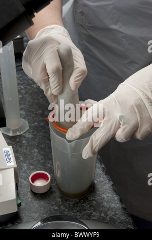 Durchführung von fäkalen Ei zählen Schafe Kot, um Parasitenbefall, Filter Probe in Tierarztpraxis überprüfen, Stockfoto