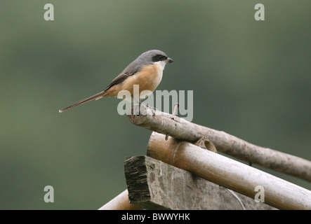Grau-backed Shrike (Lanius Tephronotus) Erwachsene, thront auf verfallenes Dach, Doi Inthanon N.P., Thailand, november Stockfoto