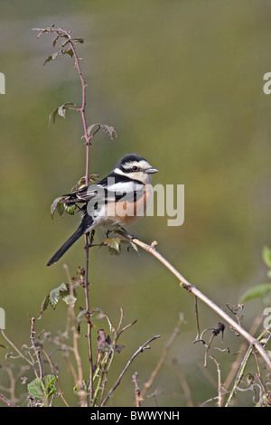 Maskiertes Würger (Lanius Nubicus) Männchen, thront auf am Straßenrand Vegetation, Zypern, april Stockfoto