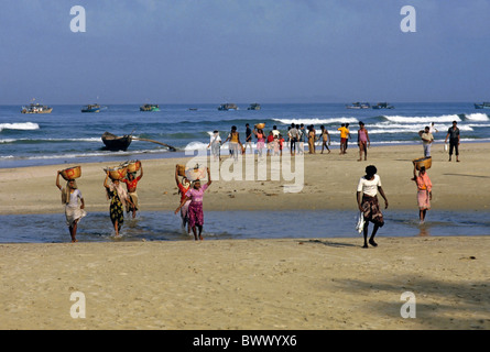 Männer und Frauen tragen Körbe Fisch zurück von den Fischerbooten im Morgengrauen, Colva Beach, Goa, Indien. Stockfoto