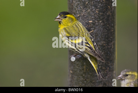 Eurasische Zeisig (Zuchtjahr Spinus) Männchen, Fütterung in Niger Samen Feeder, Norfolk, England Stockfoto